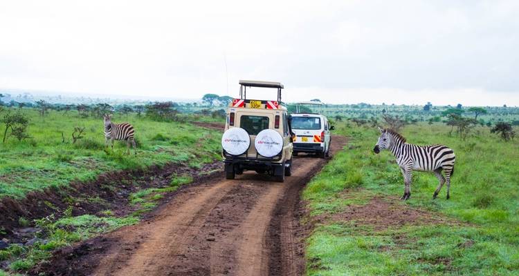 6-Day Tanzania Big Five Comfort Safari: Lake Manyara, Tarangire, Serengeti & Ngorongoro Crater National Park - Gracepatt Ecotours Kenya 7