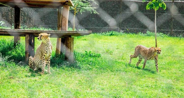 Deux guépards dans un enclos d'un parc animalier.