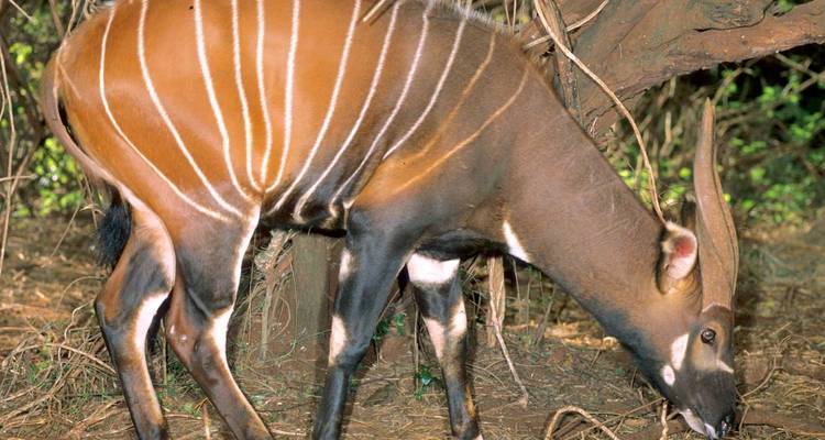 Safari privado de 5 días a Aberdare, lago Nakuru y Masai Mara desde Nairobi - Gracepatt Ecotours Kenya 4