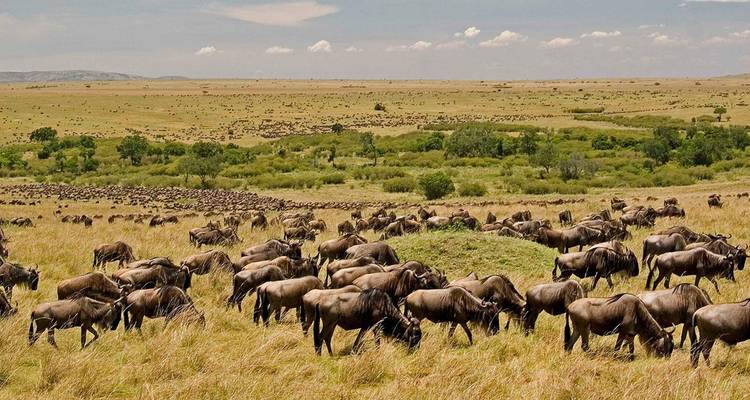 Safari privado de 5 días a Aberdare, lago Nakuru y Masai Mara desde Nairobi - Gracepatt Ecotours Kenya 7