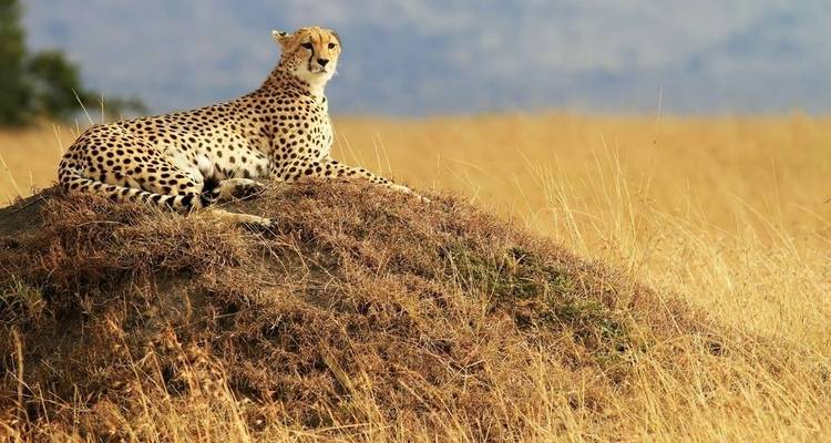 Safari privado de 5 días a Aberdare, lago Nakuru y Masai Mara desde Nairobi - Gracepatt Ecotours Kenya 9