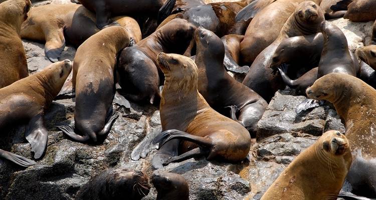 Several sea lions resting on rocks.