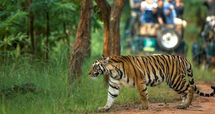 Golden Triangle Tour with Bandhavgarh - Golden Triangle India Tours 10