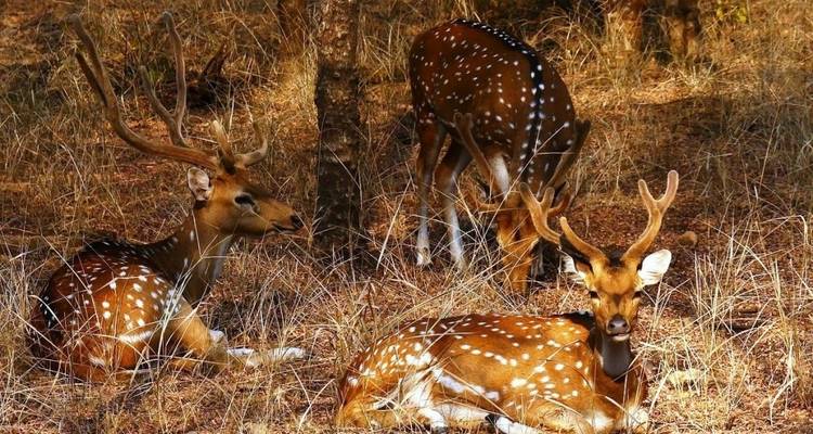 Ciervo moteado descansando sobre la hierba en el Parque Nacional de Ranthambore.