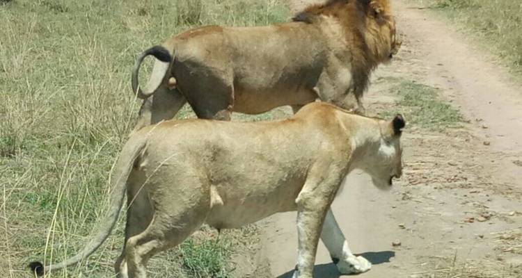 9 jours - Le meilleur du Kenya et de l'Ouganda - Safari Gorille - Africa Venture Safaris 4