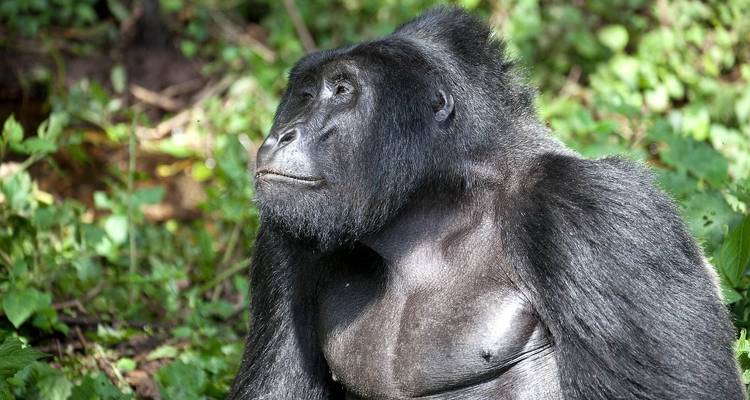 9 jours - Le meilleur du Kenya et de l'Ouganda - Safari Gorille - Africa Venture Safaris 7