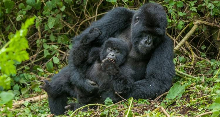 9 jours - Le meilleur du Kenya et de l'Ouganda - Safari Gorille - Africa Venture Safaris 6