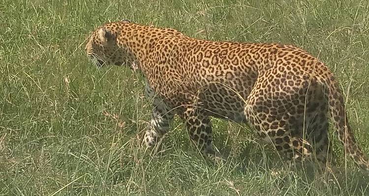 9 jours - Le meilleur du Kenya et de l'Ouganda - Safari Gorille - Africa Venture Safaris 3