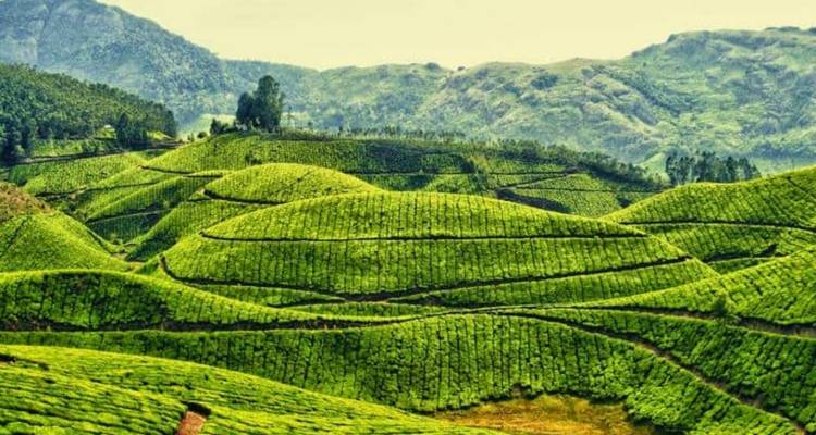 Kerala 10 Days Tour - Golden Triangle India Tours 4