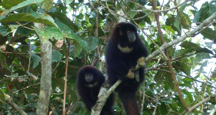 Amazon Cuyabeno Park Trip in Standard Eco Lodge - PALMARVOYAGES Tour Operator in ECUADOR 2