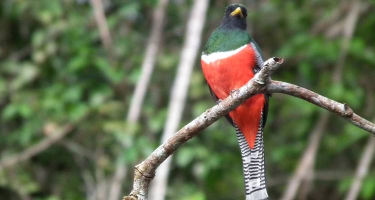 Amazon Cuyabeno Park Trip in Standard Eco Lodge - PALMARVOYAGES Tour Operator in ECUADOR 7