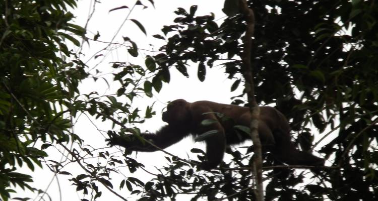 Amazon Cuyabeno Park Trip in Standard Eco Lodge - PALMARVOYAGES Tour Operator in ECUADOR 8