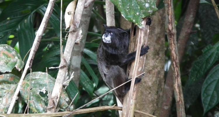 Voyage dans le parc amazonien de Cuyabeno en Eco Lodge standard - PALMARVOYAGES Tour Operator in ECUADOR 10