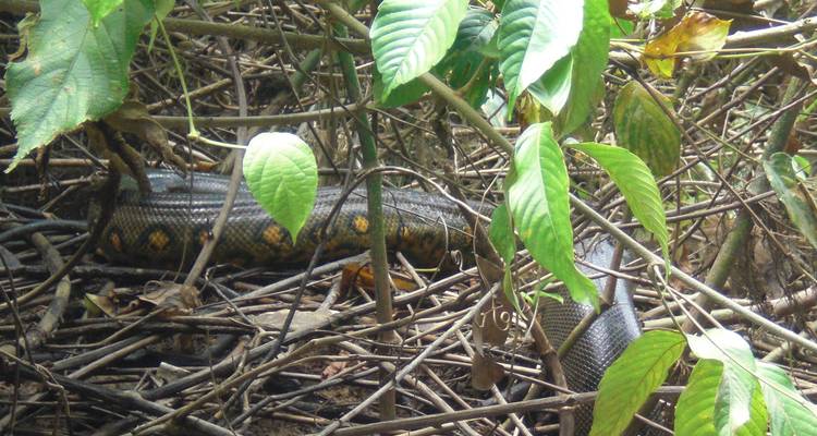 Amazon Cuyabeno Park Trip in Standard Eco Lodge - PALMARVOYAGES Tour Operator in ECUADOR 4