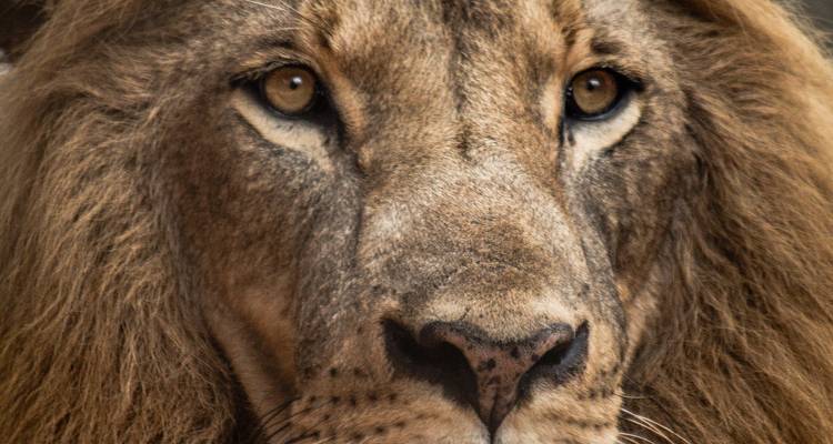 1 day- Chaminuka Nature Reserve Wildlife Safari Experience in Lusaka - Lochinvar Safaris 4