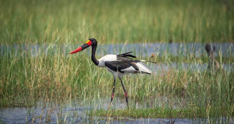 1 day- Chaminuka Nature Reserve Wildlife Safari Experience in Lusaka - Lochinvar Safaris 8