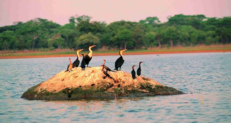 1 day- Chaminuka Nature Reserve Wildlife Safari Experience in Lusaka - Lochinvar Safaris 9