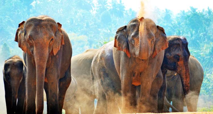 4 Days Tour Packages Sri Lanka - Holiday Lanka Tours 2