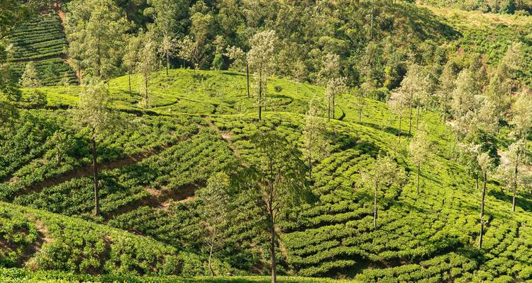 4 Days Tour Packages Sri Lanka - Holiday Lanka Tours 3
