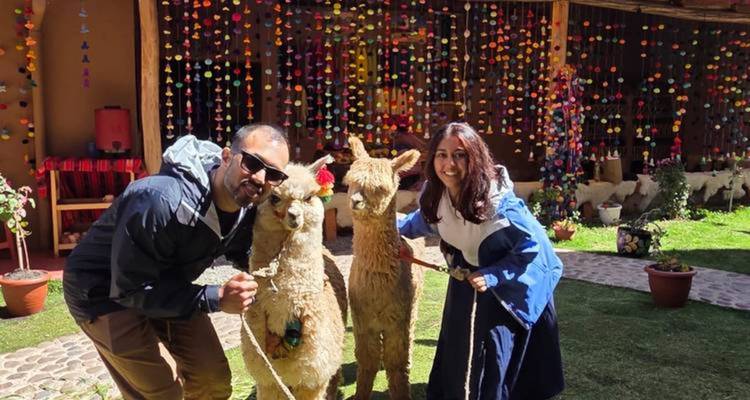 Los viajeros se acercan con dos alpacas amigables contra un fondo festivo de pompones colgantes.