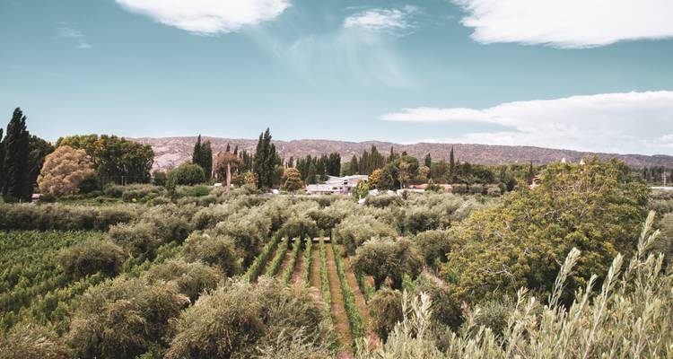 Mendoza, between vineyards, mountains and “gaucho” culture - Mater Sustentable 1