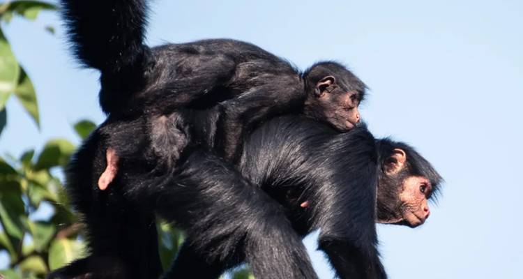 Mono araña madre cargando a su bebé en la espalda en una selva tropical.