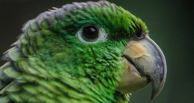 Primer plano de un loro verde con plumas detalladas.