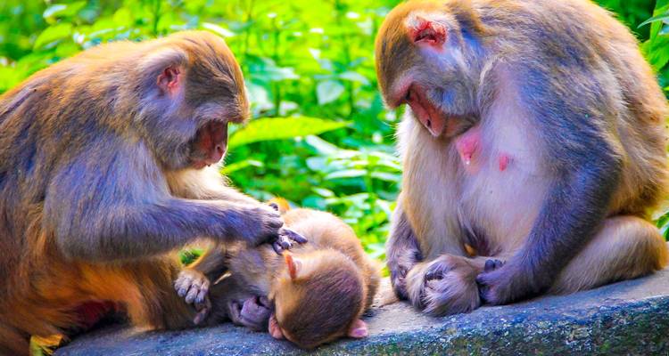 Tailor-Made Best Nepal Tour with Daily Departure & Private Guide - Agate Travel 1
