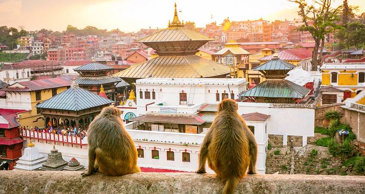 Monkeys sitting on a wall overlooking a city view at sunset.