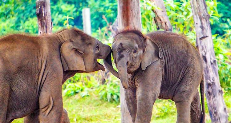 Two young elephants playfully interacting.