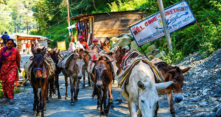 Group of donkeys and people on a rural road.