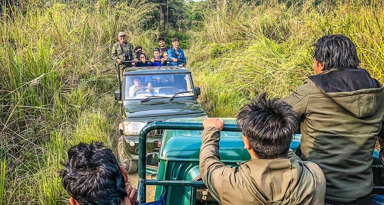 Jungle safari vehicles with tourists in a dense grassy landscape.