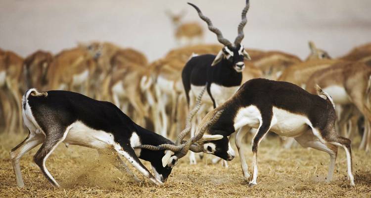 India Inside Tour - Golden Triangle India Tours 8