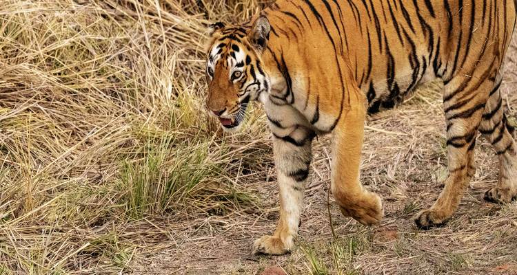 4 Days Wildlife Tour of Mysore Bandipur from Bangalore(ALL INCLUSIVE) - Travel Con 9