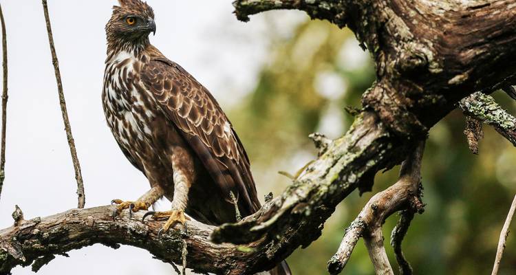 4 Days Wildlife Tour of Mysore Bandipur from Bangalore(ALL INCLUSIVE) - Travel Con 3