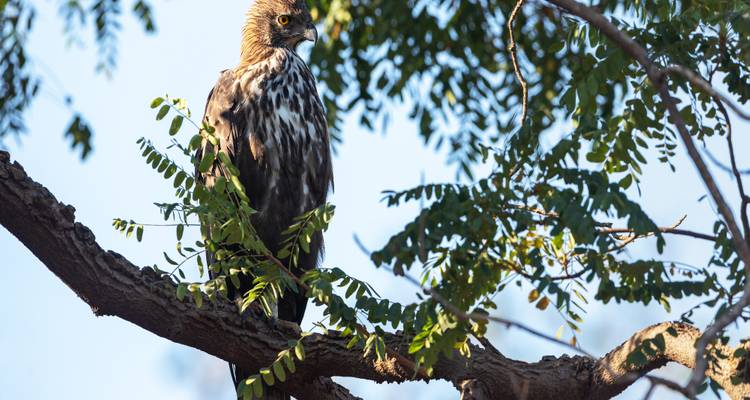 4 Days Wildlife Tour of Mysore Bandipur from Bangalore(ALL INCLUSIVE) - Travel Con 8