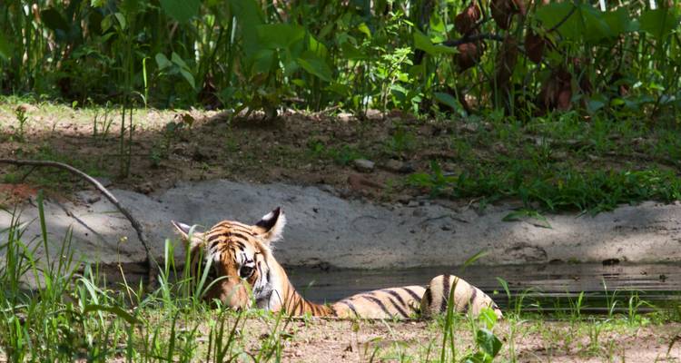 4 Days Wildlife Tour of Mysore Bandipur from Bangalore(ALL INCLUSIVE) - Travel Con 4