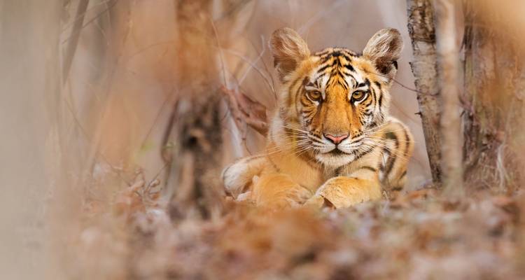 4 Days Wildlife Tour of Mysore Bandipur from Bangalore(ALL INCLUSIVE) - Travel Con 6