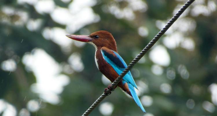 4 Days Wildlife Tour of Mysore Bandipur from Bangalore(ALL INCLUSIVE) - Travel Con 10