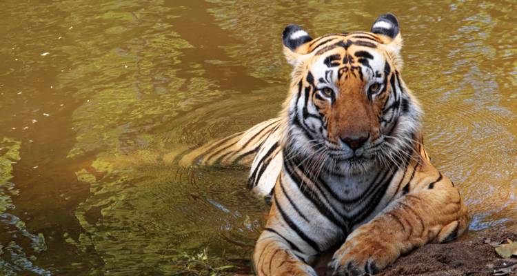 4 Days Wildlife Tour of Mysore Bandipur from Bangalore(ALL INCLUSIVE) - Travel Con 7