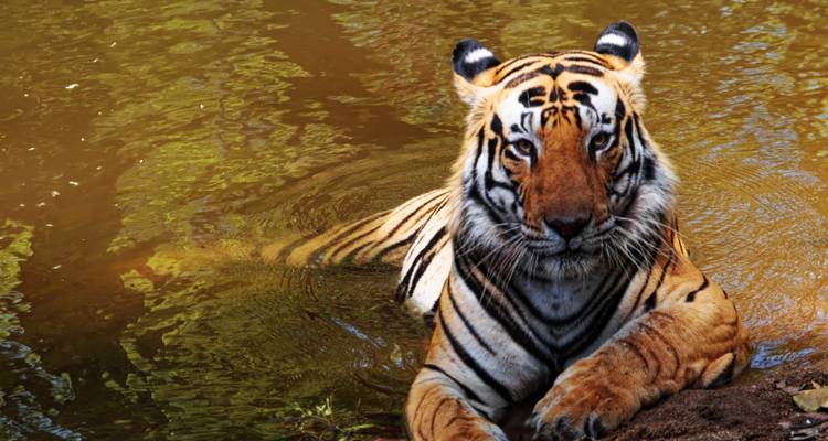 Visite de Bandipur et du sanctuaire de faune de Mudumalai au départ de Bangalore - Tout compris - Travel Con 10