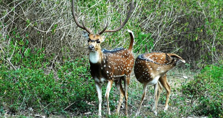 Visite de Bandipur et du sanctuaire de faune de Mudumalai au départ de Bangalore - Tout compris - Travel Con 2