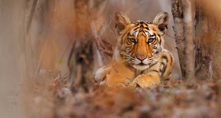 Visite de Bandipur et du sanctuaire de faune de Mudumalai au départ de Bangalore - Tout compris - Travel Con 8