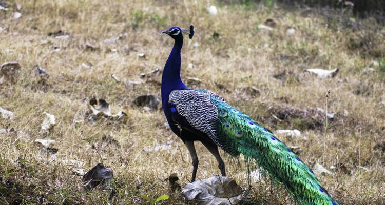 Visite de Bandipur et du sanctuaire de faune de Mudumalai au départ de Bangalore - Tout compris - Travel Con 6