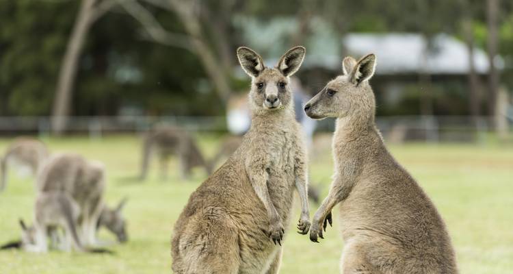 3 Day Great Ocean Road & Grampians Melbourne Loop Tour (Accommodated) - Autopia Tours 8