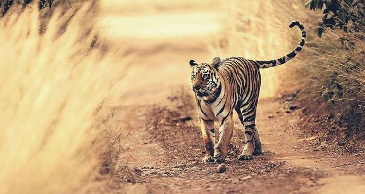 Circuito a Jim Corbett desde Delhi - Golden Triangle India Tours 4