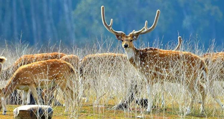 Circuito a Jim Corbett desde Delhi - Golden Triangle India Tours 3