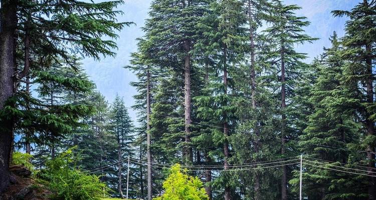 India's Golden Triangle Tour with Shimla  - 10 Days - Amazing India Tours 8