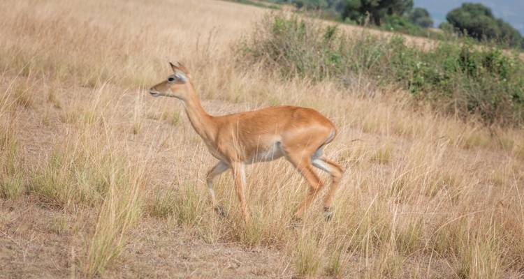 3 Days Best of Queen Elizabeth Tour - Wanderlust Africa Vacations 3