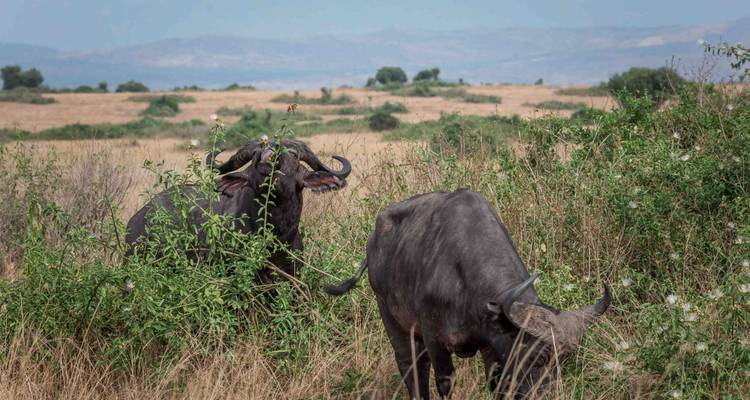 3 Days Best of Queen Elizabeth Tour - Wanderlust Africa Vacations 10